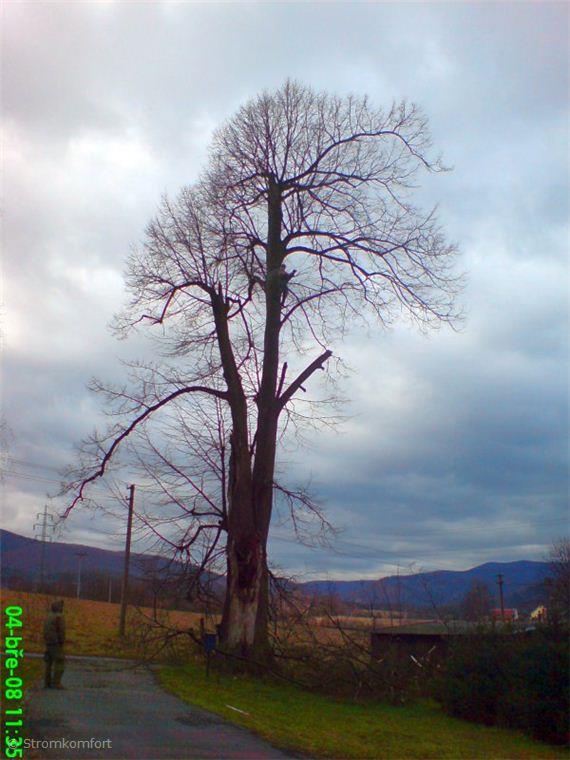 postupne-kaceni-rozpadleho-stromu-003.jpg