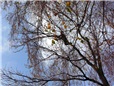 orez-jasanu-horolezeckou-technikou-008.jpg