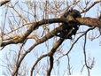 orez-jasanu-horolezeckou-technikou-015.jpg