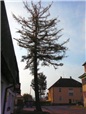 orez-modrinu-s-pomoci-vysokozdvizne-plosiny-017.jpg
