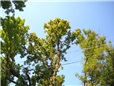 postupne-kaceni-u-domu-nad-nn-rozlomena-lipa-po-vychrici-002.jpg