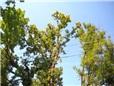 postupne-kaceni-u-domu-nad-nn-rozlomena-lipa-po-vychrici-003.jpg