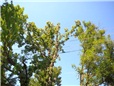 postupne-kaceni-u-domu-nad-nn-rozlomena-lipa-po-vychrici-004.jpg
