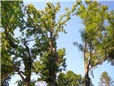 postupne-kaceni-u-domu-nad-nn-rozlomena-lipa-po-vychrici-006.jpg