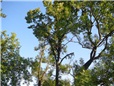 postupne-kaceni-u-domu-nad-nn-rozlomena-lipa-po-vychrici-009.jpg