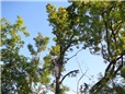 postupne-kaceni-u-domu-nad-nn-rozlomena-lipa-po-vychrici-010.jpg