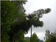 rizikove-kaceni-briz-spadlych-na-nn-po-vychrici-003.jpg