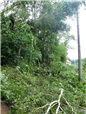 rizikove-kaceni-briz-spadlych-na-nn-po-vychrici-008.jpg