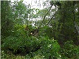 rizikove-kaceni-briz-spadlych-na-nn-po-vychrici-009.jpg