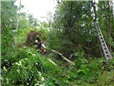 rizikove-kaceni-briz-spadlych-na-nn-po-vychrici-010.jpg