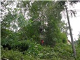 rizikove-kaceni-briz-spadlych-na-nn-po-vychrici-011.jpg