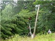 smrk-polozeny-v-dratech-vn-po-vychrici-002.jpg