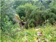 smrk-polozeny-v-dratech-vn-po-vychrici-006.jpg