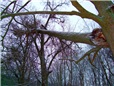 stara-rozpadla-lipa-003.jpg