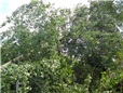 topol-polozeny-v-dratech-vn-po-vychrici-002.jpg