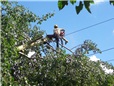 topol-polozeny-v-dratech-vn-po-vychrici-009.jpg