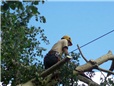 topol-polozeny-v-dratech-vn-po-vychrici-011.jpg