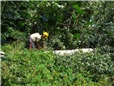 topol-polozeny-v-dratech-vn-po-vychrici-014.jpg