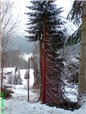 zcela-prorostle-draty-vedeni-nizkeho-napeti-009.jpg