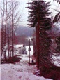 zcela-prorostle-draty-vedeni-nizkeho-napeti-010.jpg