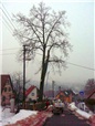 kaceni-lipy-pomoci-plosiny-liberec-002.jpg