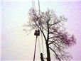 kaceni-lipy-pomoci-plosiny-liberec-004.jpg