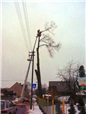 kaceni-lipy-pomoci-plosiny-liberec-011.jpg