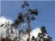 naklonena-borovice-nad-vedenim-vn-003.jpg