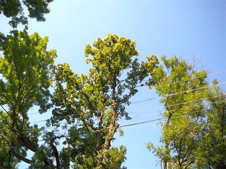 postupne-kaceni-u-domu-nad-nn-rozlomena-lipa-po-vychrici-002.jpg
