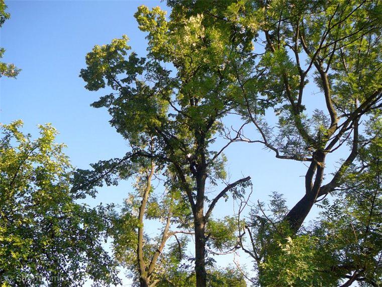 postupne-kaceni-u-domu-nad-nn-rozlomena-lipa-po-vychrici-008.jpg