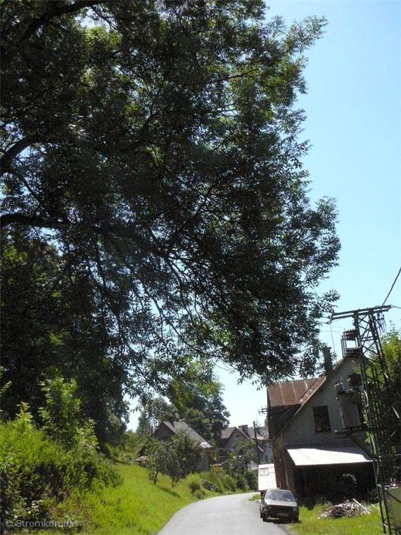 rizikove-kaceni-obriho-jasanu-u-domu-silnice-a-elektrickeho-vedeni-003.jpg