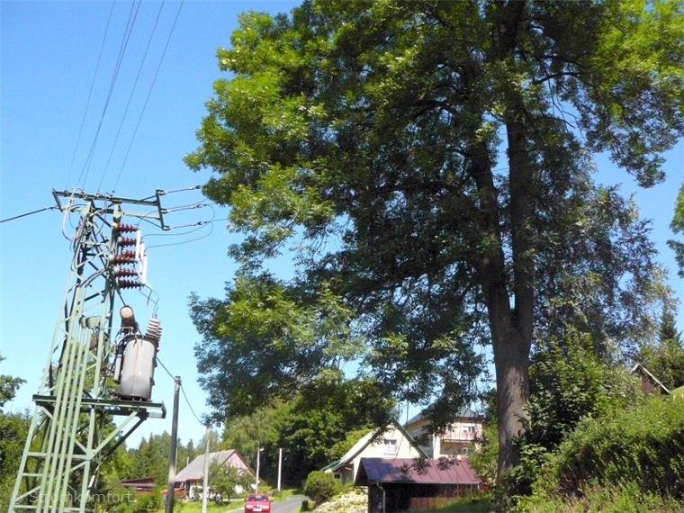 rizikove-kaceni-obriho-jasanu-u-domu-silnice-a-elektrickeho-vedeni-004.jpg