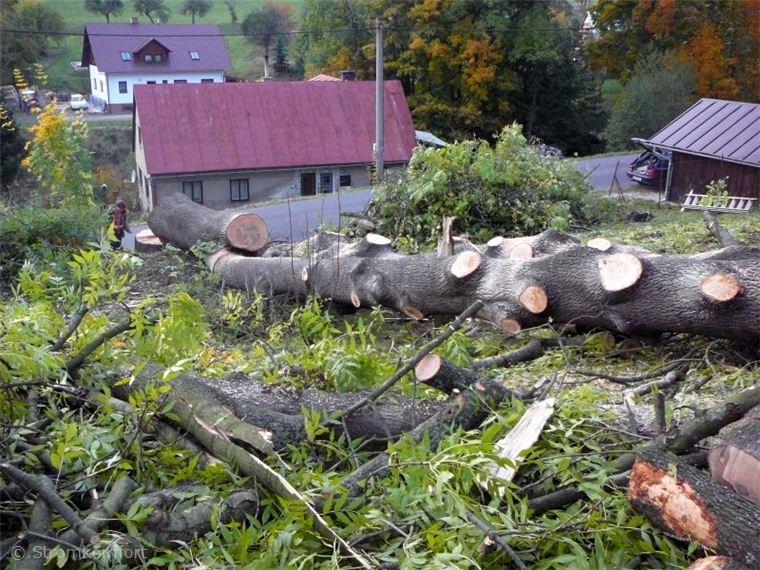 rizikove-kaceni-obriho-jasanu-u-domu-silnice-a-elektrickeho-vedeni-030.jpg