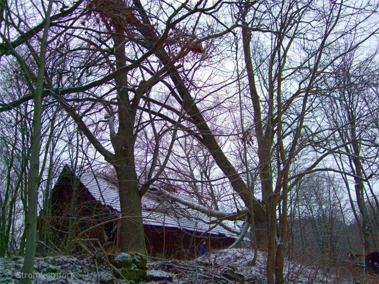 stara-rozpadla-lipa-001.jpg