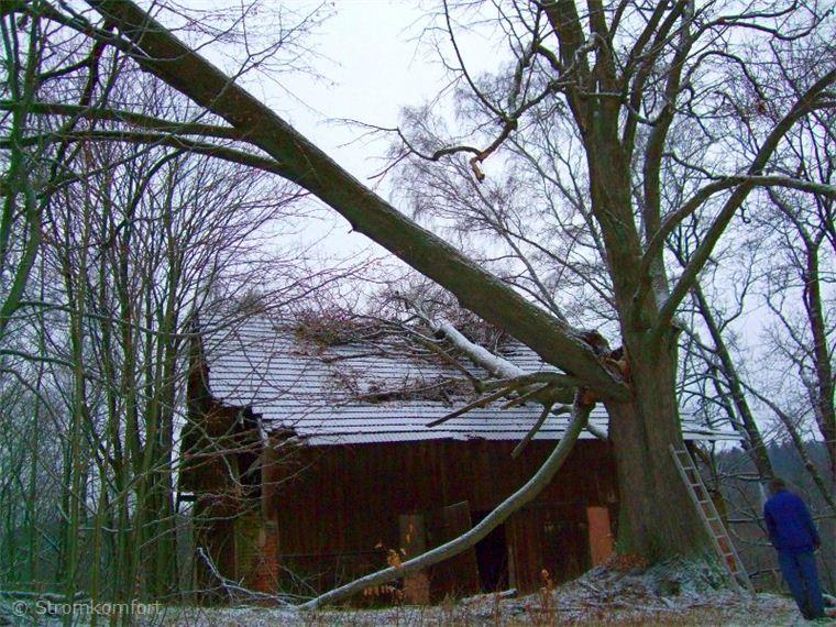 stara-rozpadla-lipa-002.jpg