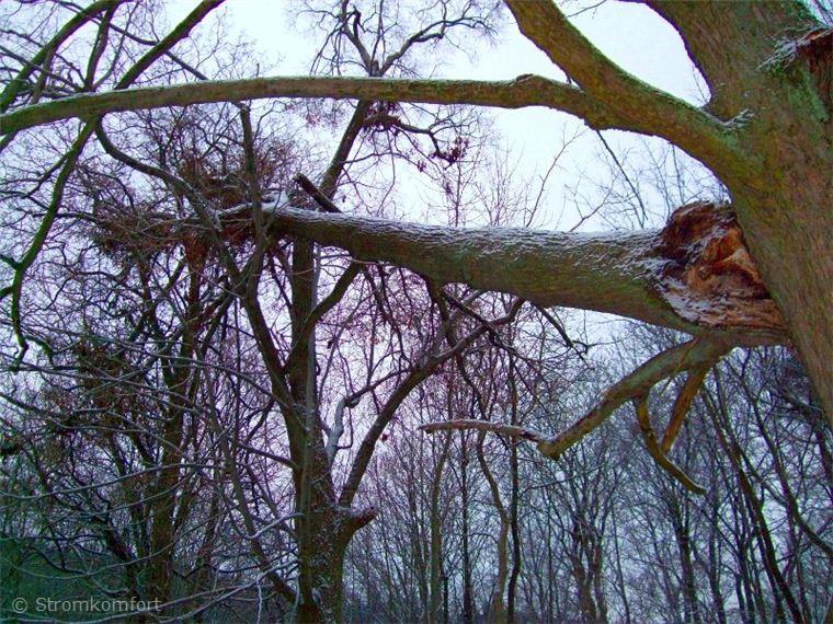stara-rozpadla-lipa-003.jpg