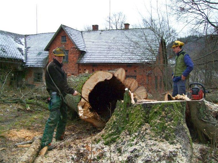 stara-rozpadla-lipa-007.jpg