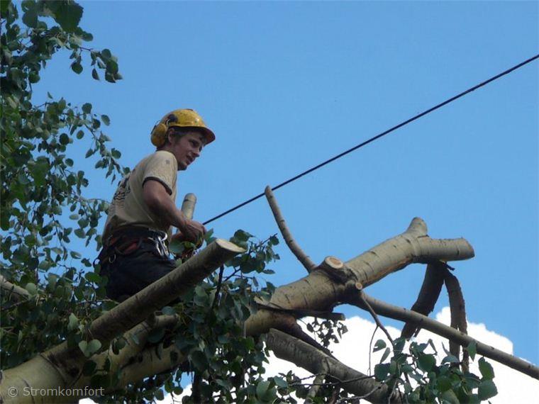 topol-polozeny-v-dratech-vn-po-vychrici-010.jpg