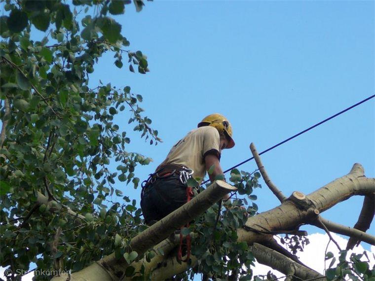topol-polozeny-v-dratech-vn-po-vychrici-011.jpg