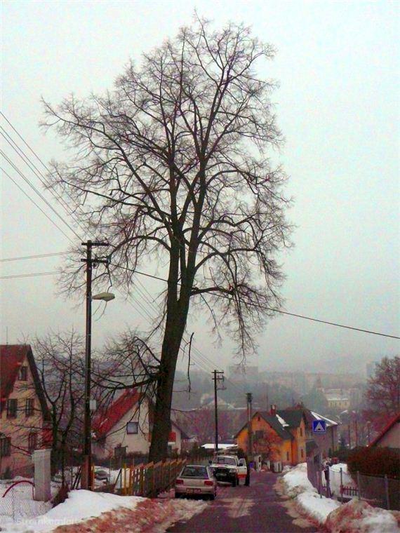 kaceni-lipy-pomoci-plosiny-liberec-001.jpg