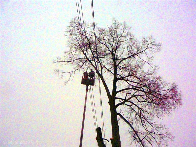 kaceni-lipy-pomoci-plosiny-liberec-004.jpg
