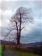 postupne-kaceni-rozpadleho-stromu-003.jpg