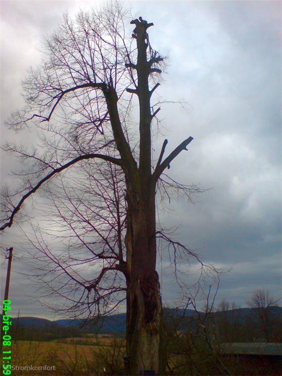 postupne-kaceni-rozpadleho-stromu-005.jpg